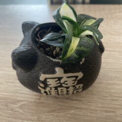 多肉組盆