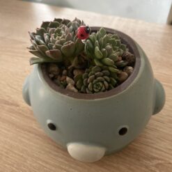 多肉組盆